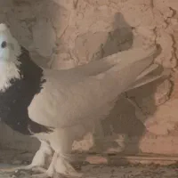 طوقی سیاه زیبا
