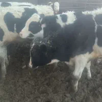 گوساله|حیوانات مزرعه|مرودشت, کناره|دیوار