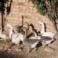 باسلام،۹عدد غاز و قوغاز|حیوانات مزرعه|بزینه رود, |دیوار