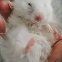 همستر و تمامی وسایل