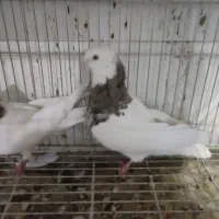 یک جفت طوقی ریشه دار و یه طوطی بازیگوش|پرنده|مشهد, توس فردوسی|دیوار