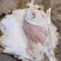 گوسفندصحرا بوده قیمت پایین تر از همه جا بره‌کوهی|حیوانات مزرعه|قم, خاکفرج|دیوار