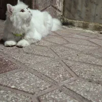 واگذاری گربه پرشین|گربه|مریوان, |دیوار