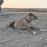 سلام ماده سگ فروشی.گلگی هست. خراسان رضوی سرخس