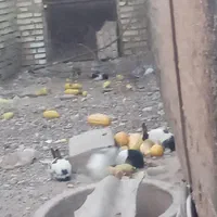 انواع خرگوش|موش و خرگوش|دزفول, |دیوار