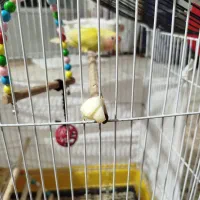 کوتوله برزیلی