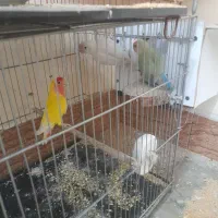 دوجفت طوطی کتوله مولد