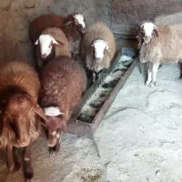 گوسفند|حیوانات مزرعه|کوهدشت, |دیوار