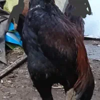 خروس و مرغ لاری
