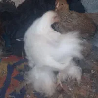 مرغ و خروس