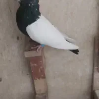 نرسرته بدون یه پر اضافه