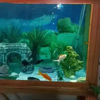 فروش آکواریوم با پایه فرفوژه فلزی