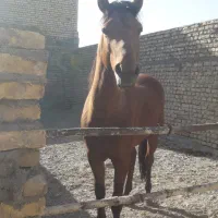 پانسیون اسب وتربیت اسب آموزش سوارکاری -نعلبندی|اسب و تجهیزات اسب‌سواری|مشهد, چهاربرج|دیوار