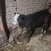 یک عدد کوساله مادع موجوده