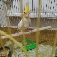 عروس هلندی نر مست|پرنده|مشکین‌دشت, |دیوار