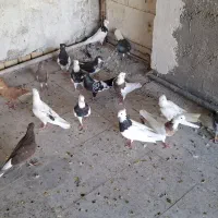 کبوتر رنگی|پرنده|اهواز, شهرک حفاری|دیوار