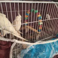 جفت عروس هلندی البینو