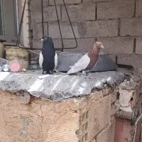 کبوترسینه سیاه