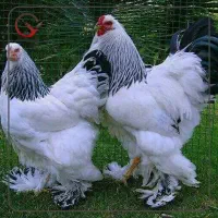 مرغ و خروس برهما