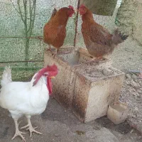 مرغ تخمگذار وخروس