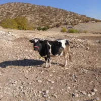 گاو پستان کرده