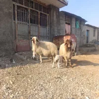 دوراس میش و بره