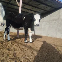 تلیسه|حیوانات مزرعه|مود, |دیوار