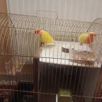 کوتوله برزیلی|پرنده|ایلخچی, |دیوار