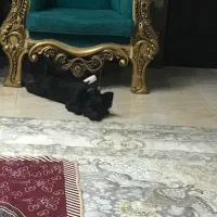 سگ مشکی پاکوتاه گمشده