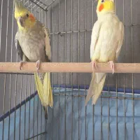 عروس هلندی دستی با جوجه ها