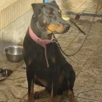 واگذاری|سگ|گلبهار, شهر جدید گلبهار|دیوار