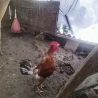 نیمچه خروس قول