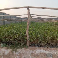 نهال پسته|گل و گیاه طبیعی|ماهان, |دیوار