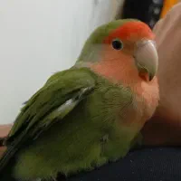 طوطی کوتوله برزیلی صورت هلویی