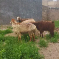 3تا میش یک بز