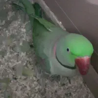 شاه طوطی گرنچیک راهب|پرنده|گلستان (تهران), |دیوار