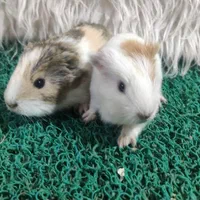 خوکچه هندی موکوتاه