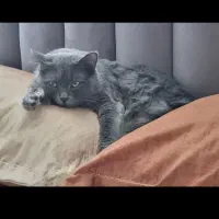 واگذاری گربه|گربه|ارومیه, |دیوار