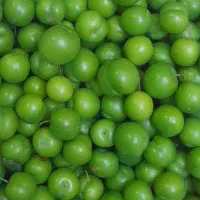 گرجه سبز