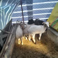 تعدادی فروشی۵