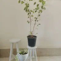گل طبیعی با پایه