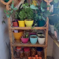 شلف حصیری|کتابخانه، شلف، قفسه‌های دیواری|رشت, کوی بیانی|دیوار