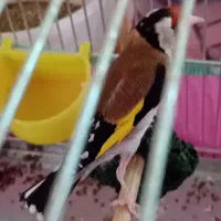 سهره ۲ساله جفتی مست مست