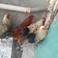 خروس محلی چاق