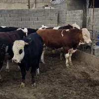 گوساله نر سیمینتال