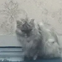 گربه های پرشین|گربه|تهران, خانی آباد نو شمالی|دیوار