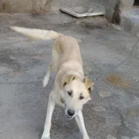 سگ هاسکی گرگی
