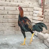 خروس. لاری|حیوانات مزرعه|تهران, ایران|دیوار