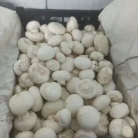 پخش قارچ شرق تهران