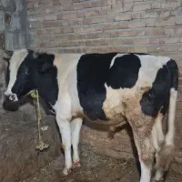 دو تا نر یدونه ماده سیمنتال|حیوانات مزرعه|قصابه, |دیوار